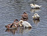 Seven Swans A Preening_DSCF5311